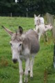 baby-donkey-4.jpg