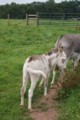 baby-donkey-6.jpg