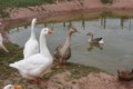 geese-ducks.jpg