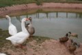 geese-ducks2.jpg