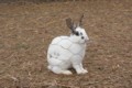 rabbits-1.jpg