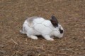 rabbits-2.jpg