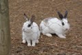 rabbits-3.jpg