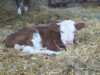 Calf 1.JPG