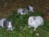 Guinea Pigs 1.JPG