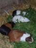 Guinea Pigs 3.JPG