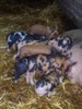 Piglets 1.JPG