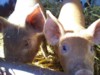 Piglets 5.JPG